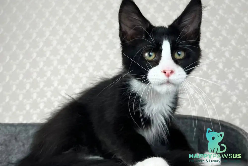 Olaf Maine Coon male black bicolour - live animals