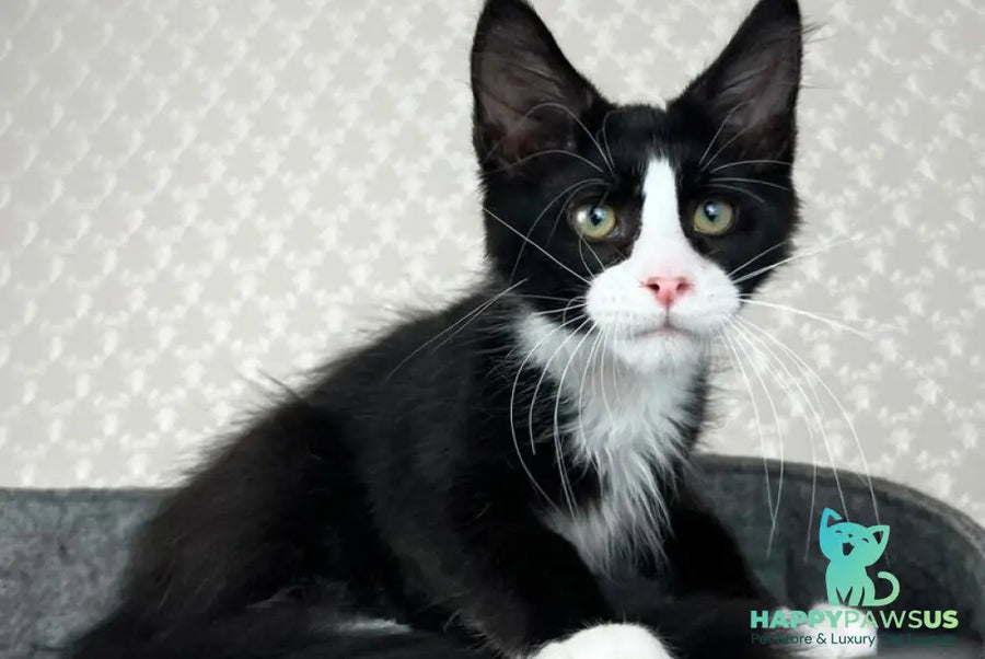 Olaf Maine Coon male black bicolour - live animals