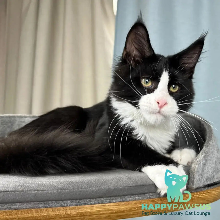 Olaf Maine Coon male black bicolour - live animals
