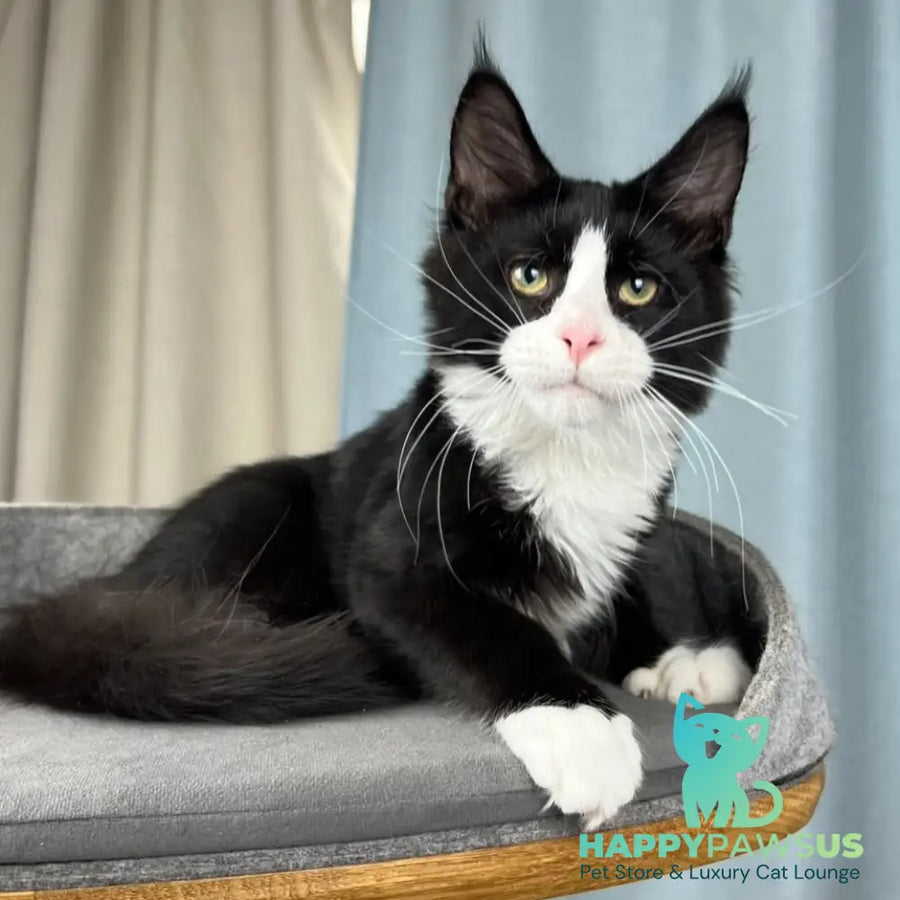 Olaf Maine Coon male black bicolour - live animals