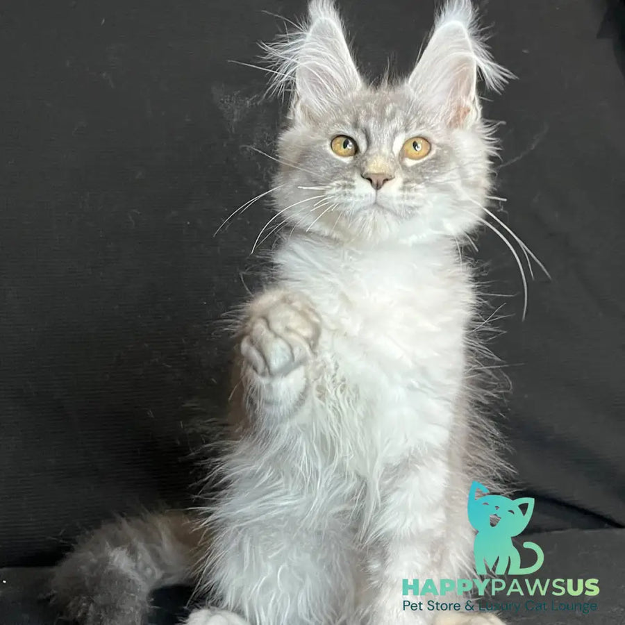 Olaf Maine Coon male black silver spotted tabby - live animals