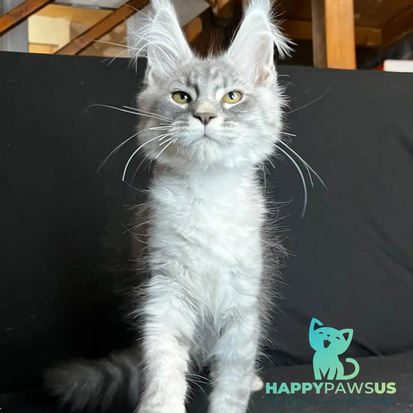 Olaf Maine Coon male black silver spotted tabby - live animals