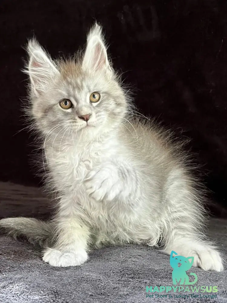 Olaf Maine Coon male black silver spotted tabby - live animals