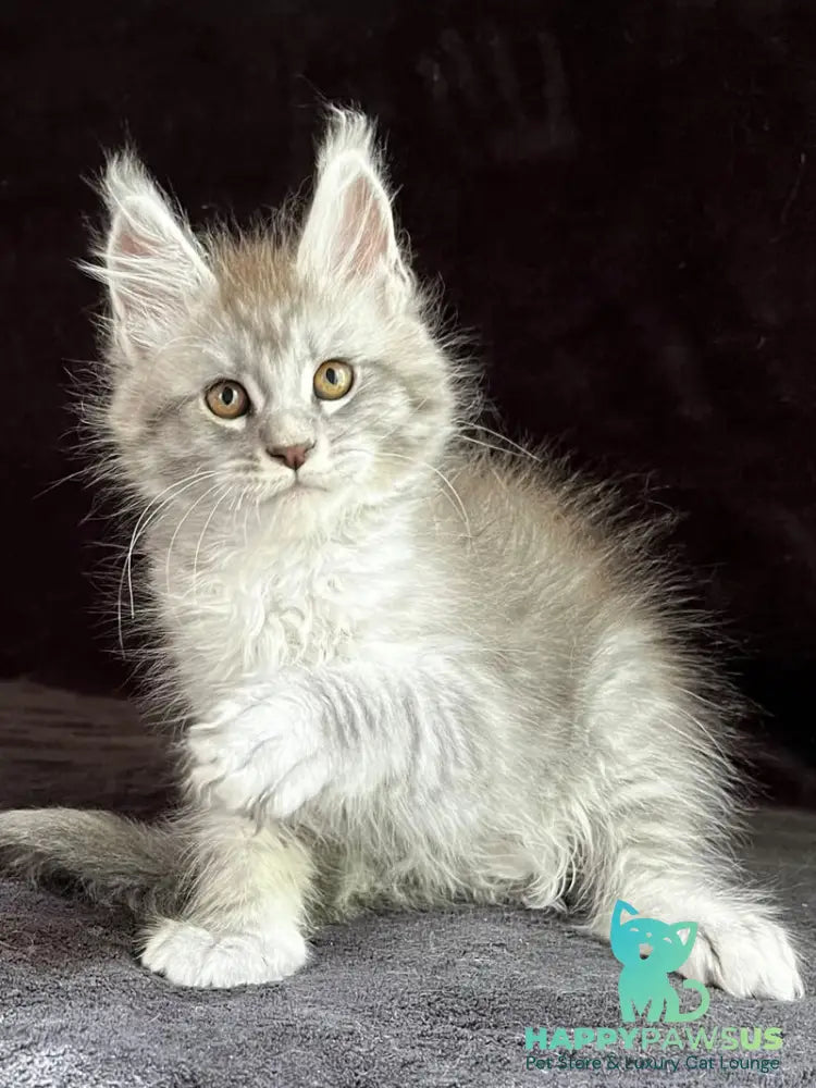 Olaf Maine Coon male black silver spotted tabby - live animals