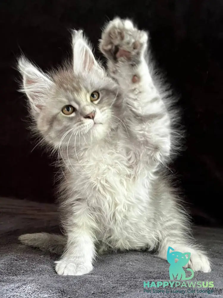 Olaf Maine Coon male black silver spotted tabby - live animals
