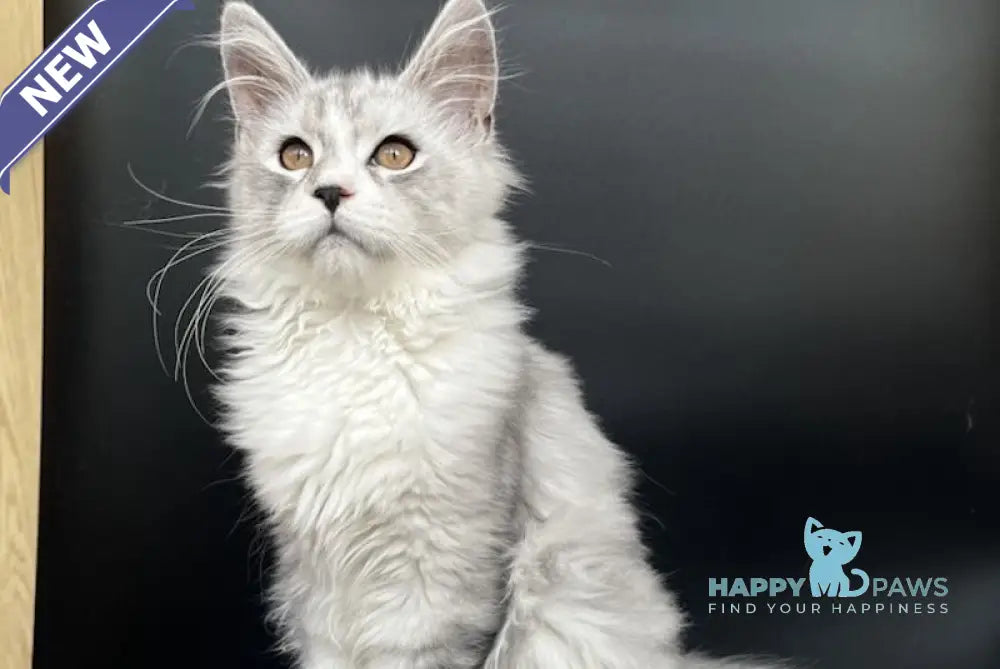 Olaf Maine Coon male black silver tabby live animals