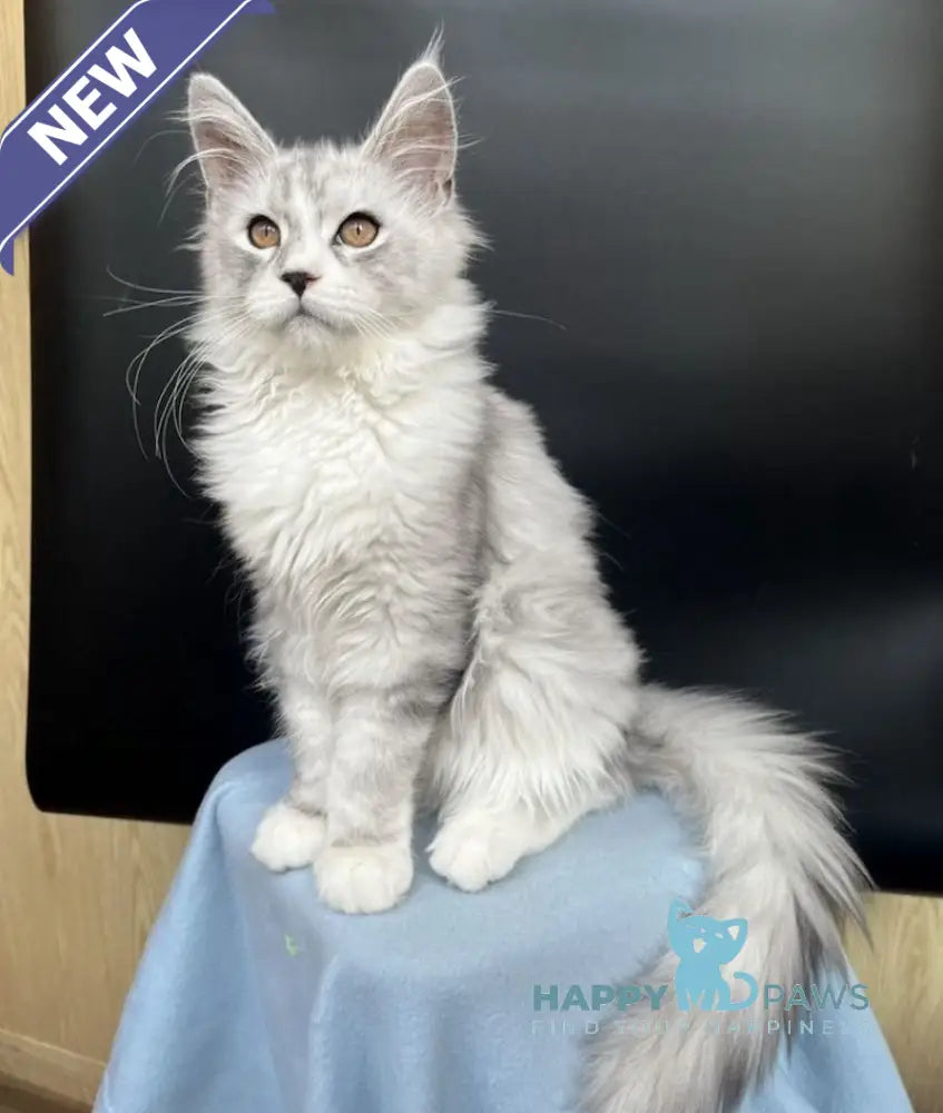 Olaf Maine Coon male black silver tabby live animals