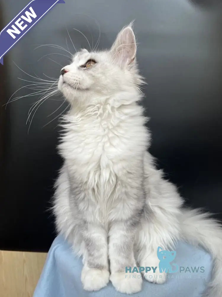 Olaf Maine Coon male black silver tabby live animals