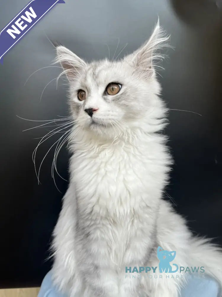 Olaf Maine Coon male black silver tabby live animals