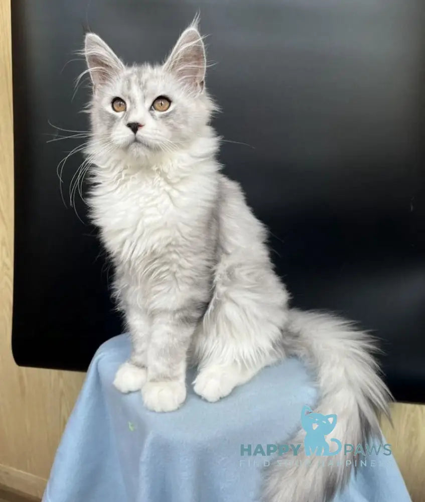 Olaf Maine Coon male black silver tabby live animals