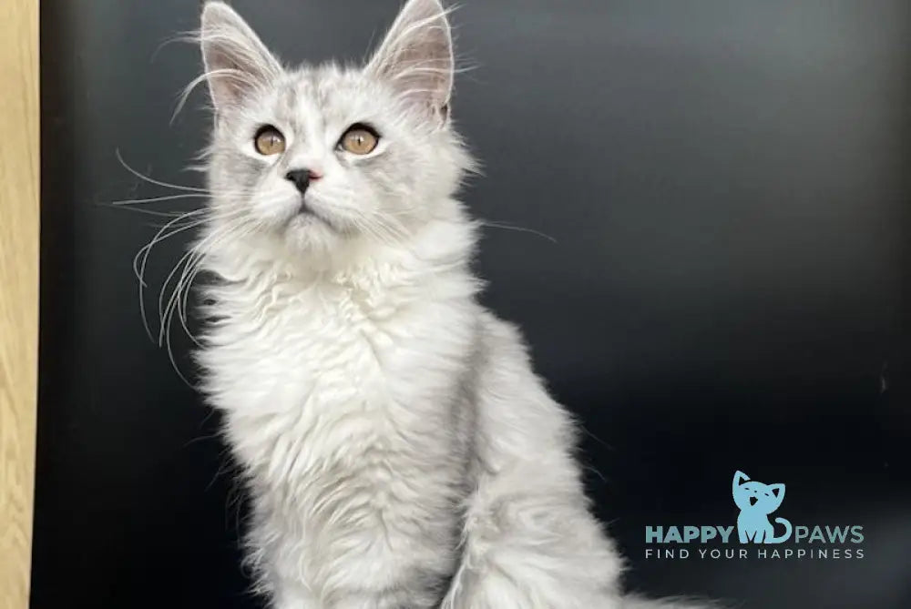 Olaf Maine Coon male black silver tabby live animals
