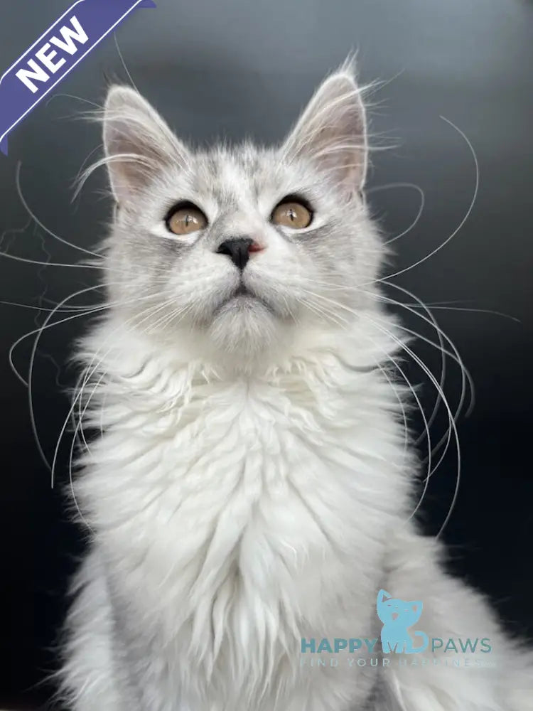 Olaf Maine Coon male black silver tabby live animals