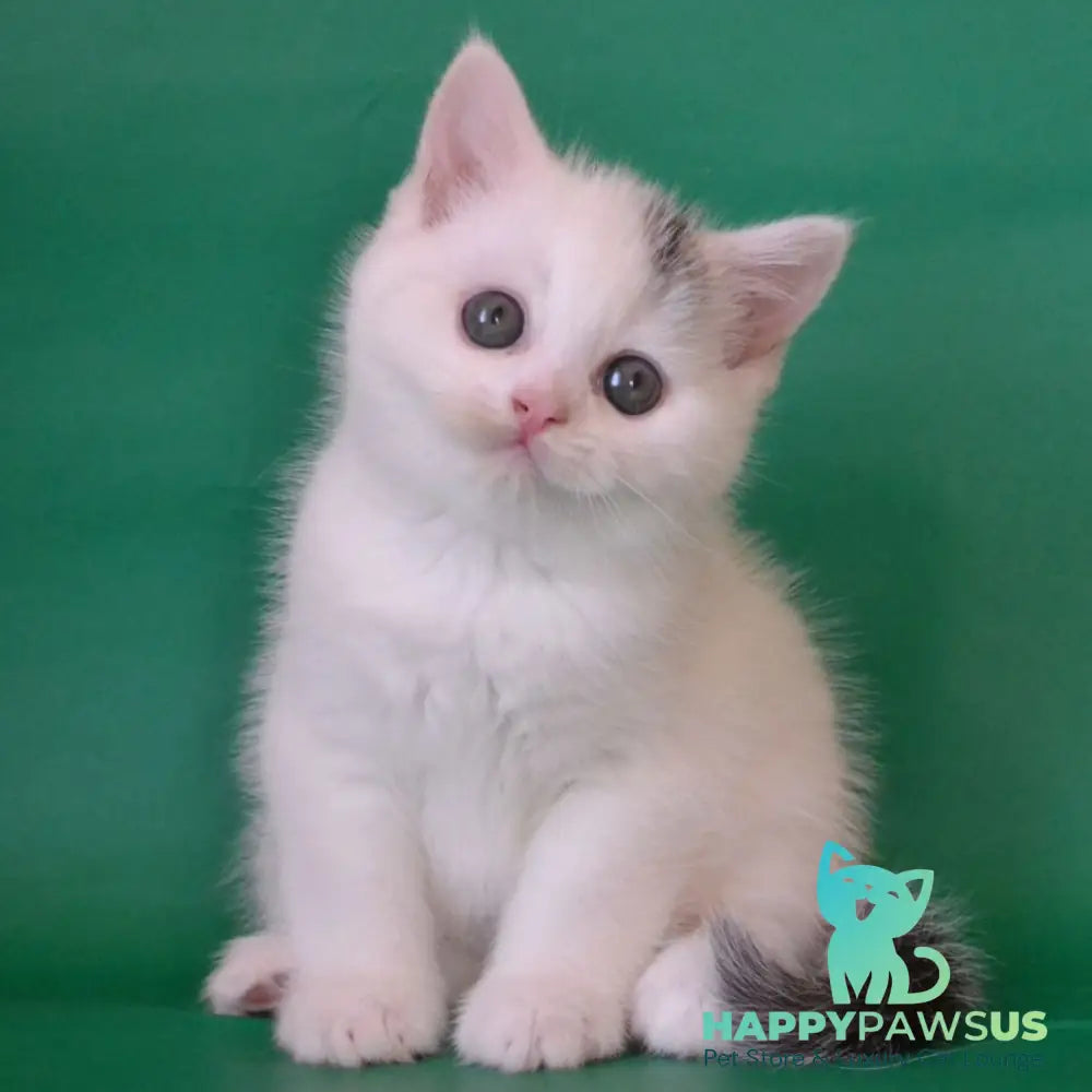 Olaf Scottish Straight male black silver tabby van - live animals