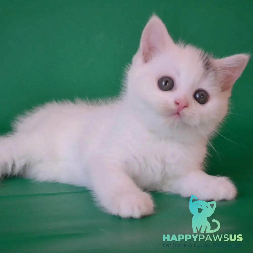Olaf Scottish Straight male black silver tabby van - live animals