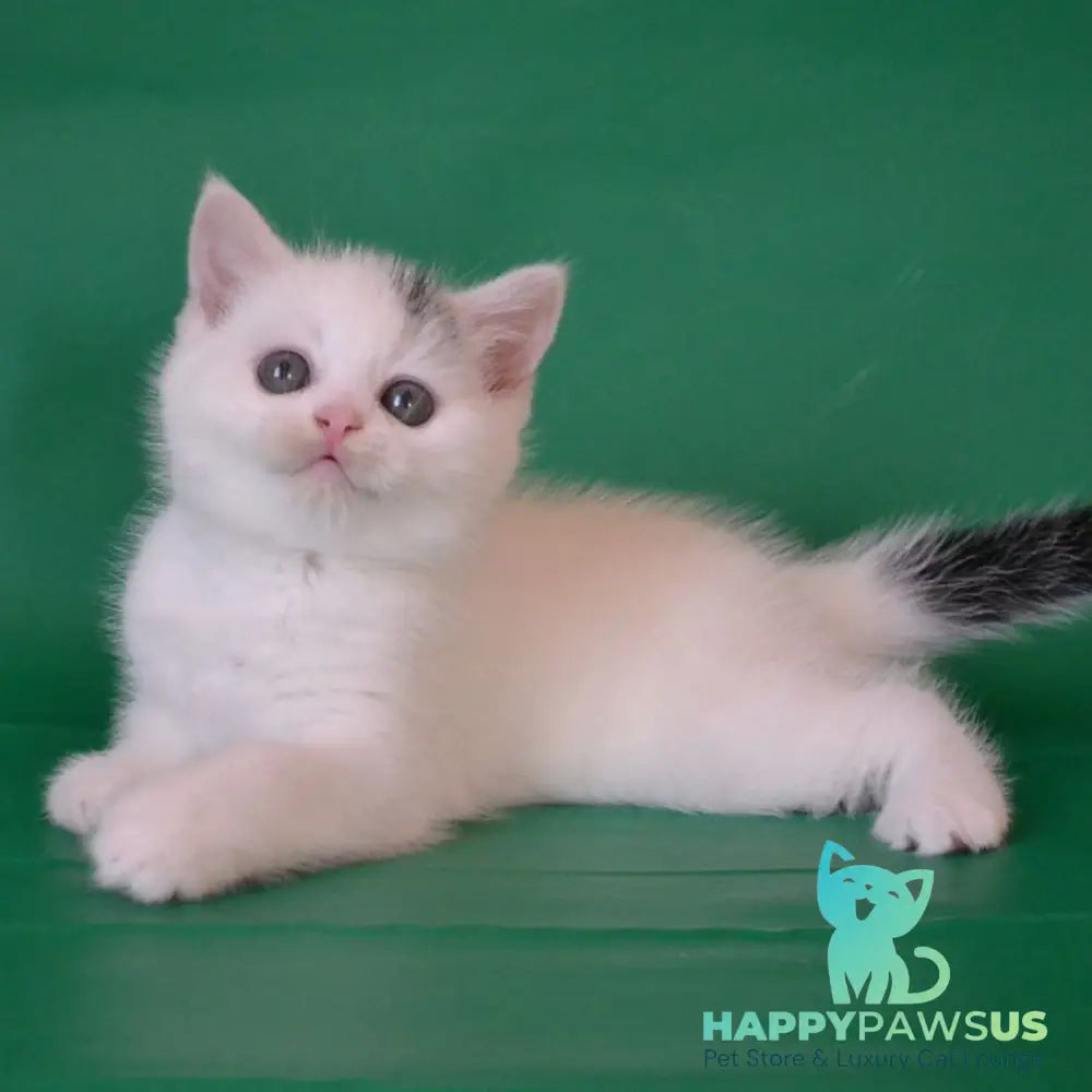 Olaf Scottish Straight male black silver tabby van - live animals