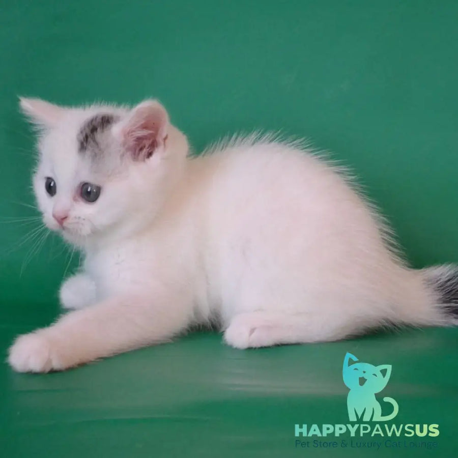 Olaf Scottish Straight male black silver tabby van - live animals