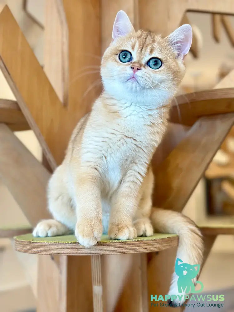 Olala British Shorthair female black golden chinchilla - live animals