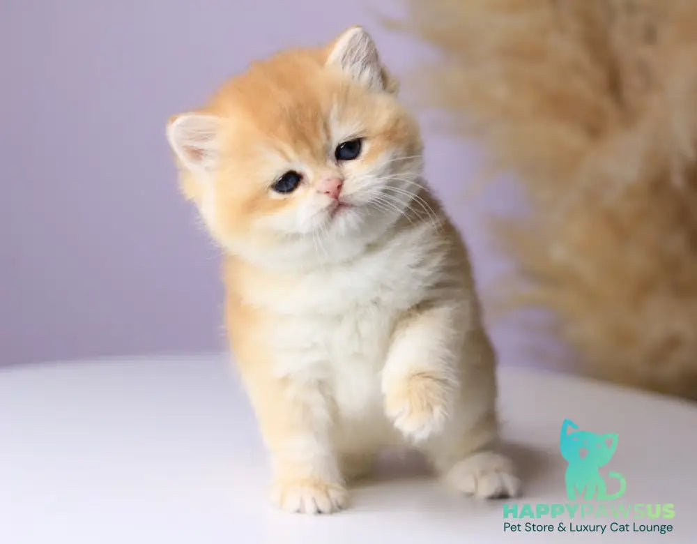 Olala British Shorthair female black golden chinchilla - live animals