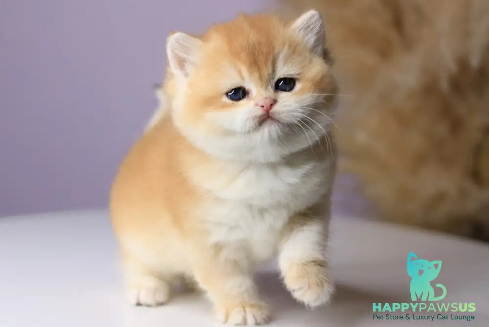 Olala British Shorthair female black golden chinchilla - live animals