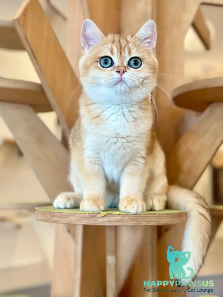 Olala British Shorthair female black golden chinchilla - live animals
