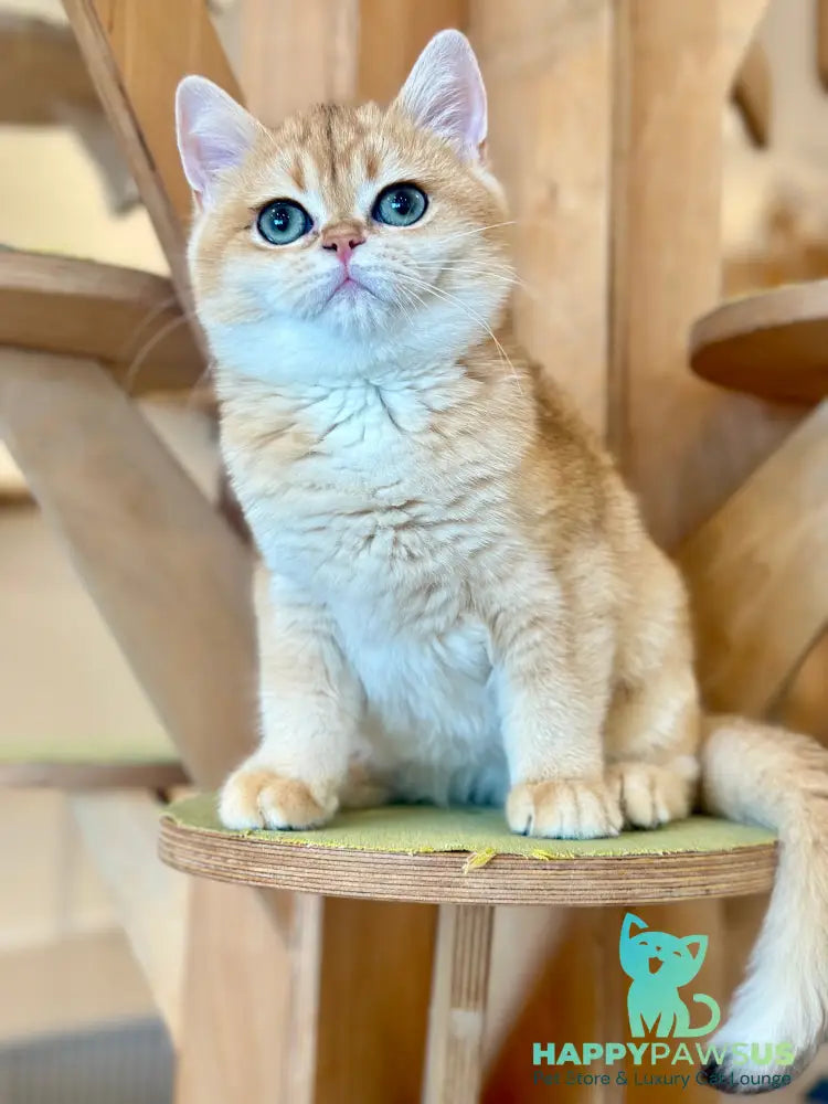 Olala British Shorthair female black golden chinchilla - live animals