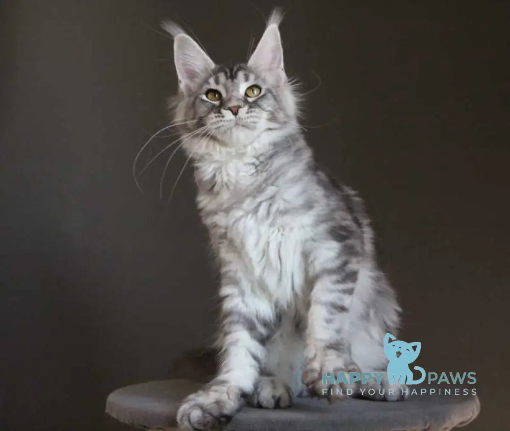Olala Maine Coon female black silver tabby - live animals