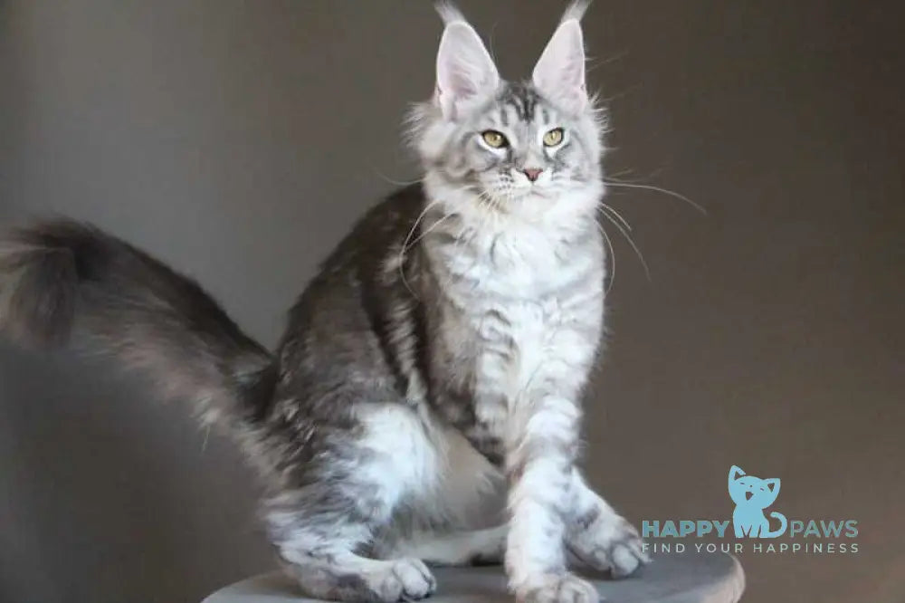 Olala Maine Coon female black silver tabby - live animals