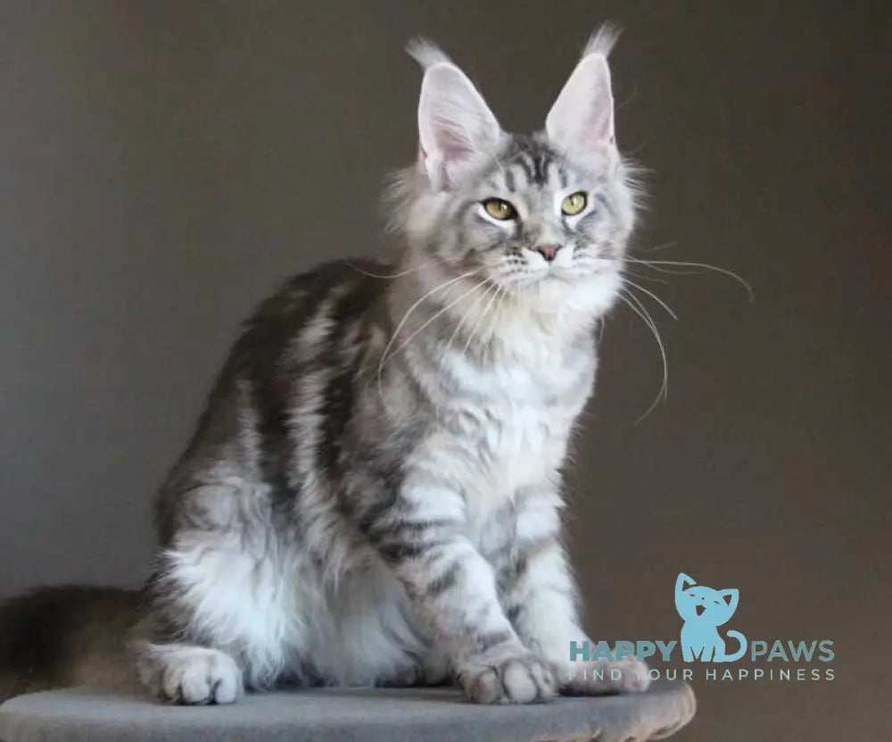 Olala Maine Coon female black silver tabby - live animals