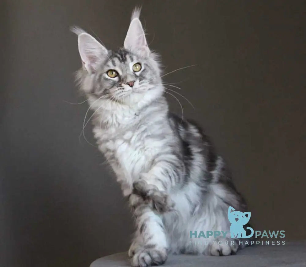 Olala Maine Coon female black silver tabby - live animals