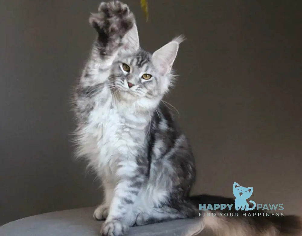 Olala Maine Coon female black silver tabby - live animals