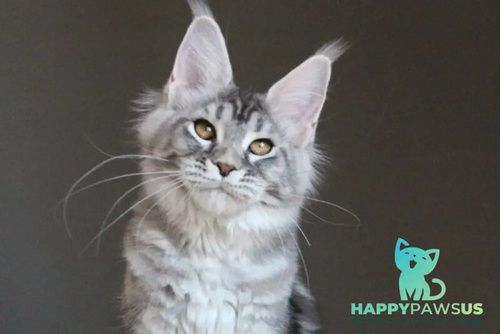 Olala Maine Coon female black silver tabby - live animals