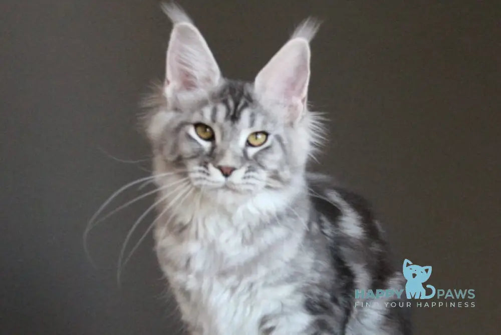 Olala Maine Coon female black silver tabby - live animals