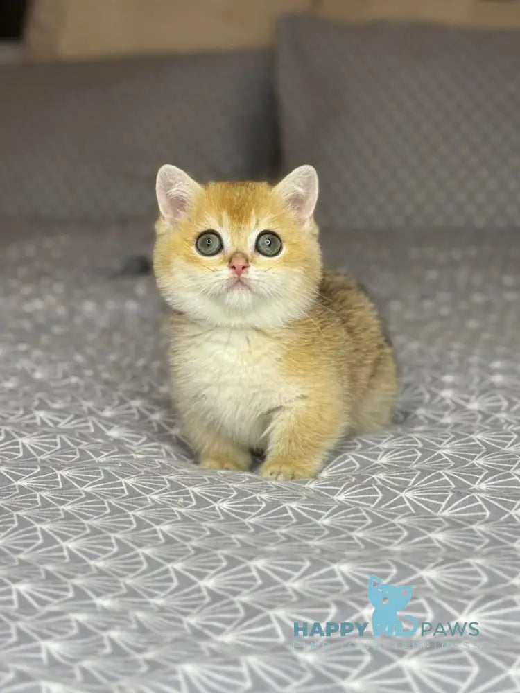 Olana Munchkin female black golden shaded live animals