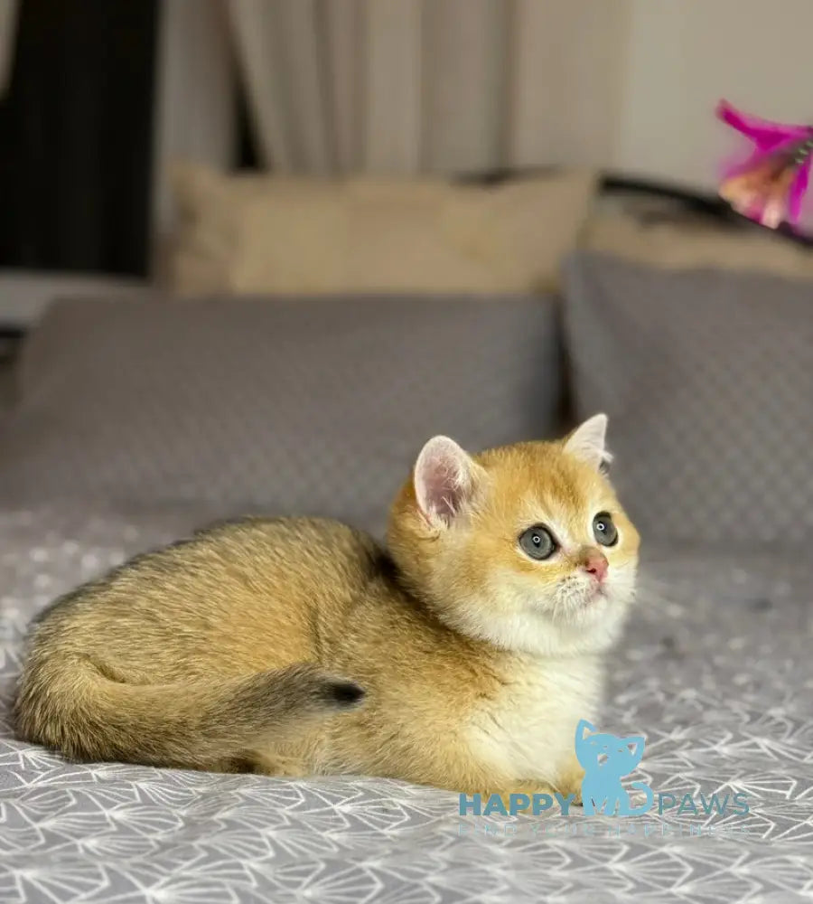 Olana Munchkin female black golden shaded live animals