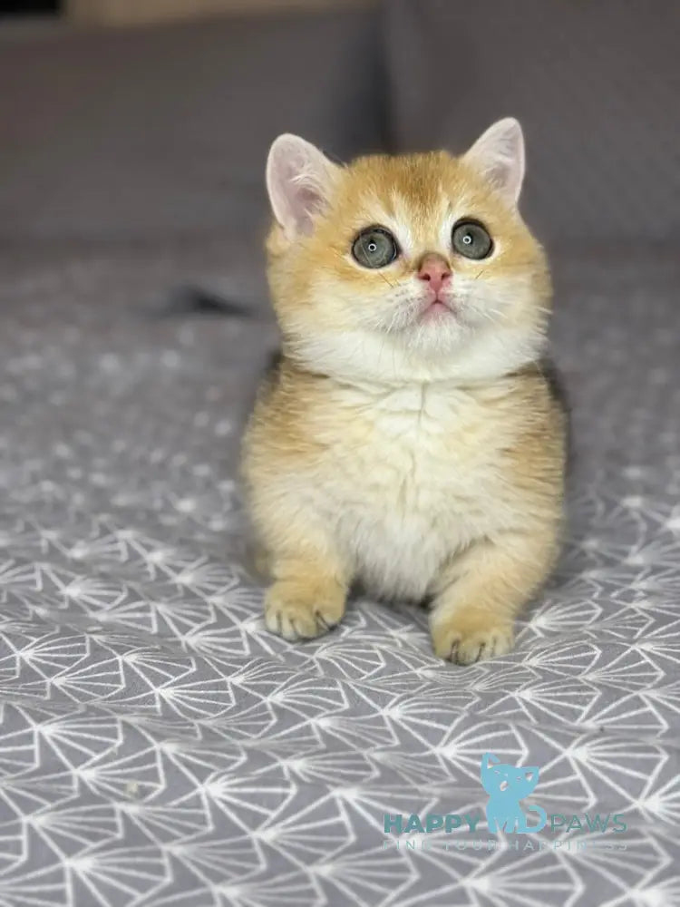 Olana Munchkin female black golden shaded live animals