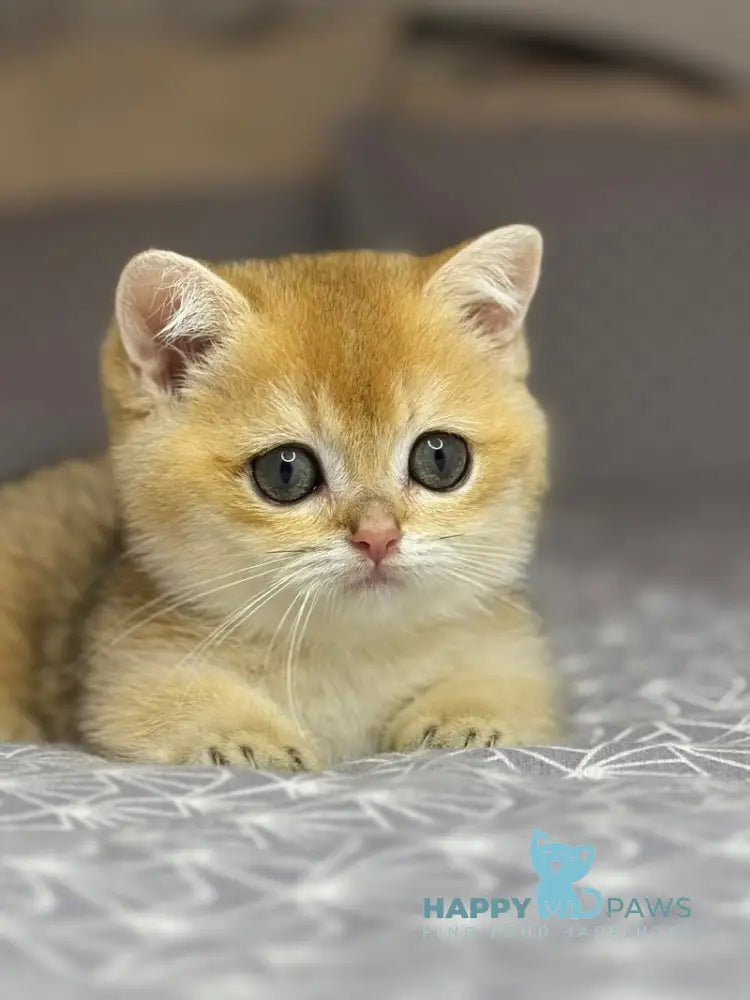 Olana Munchkin female black golden shaded live animals