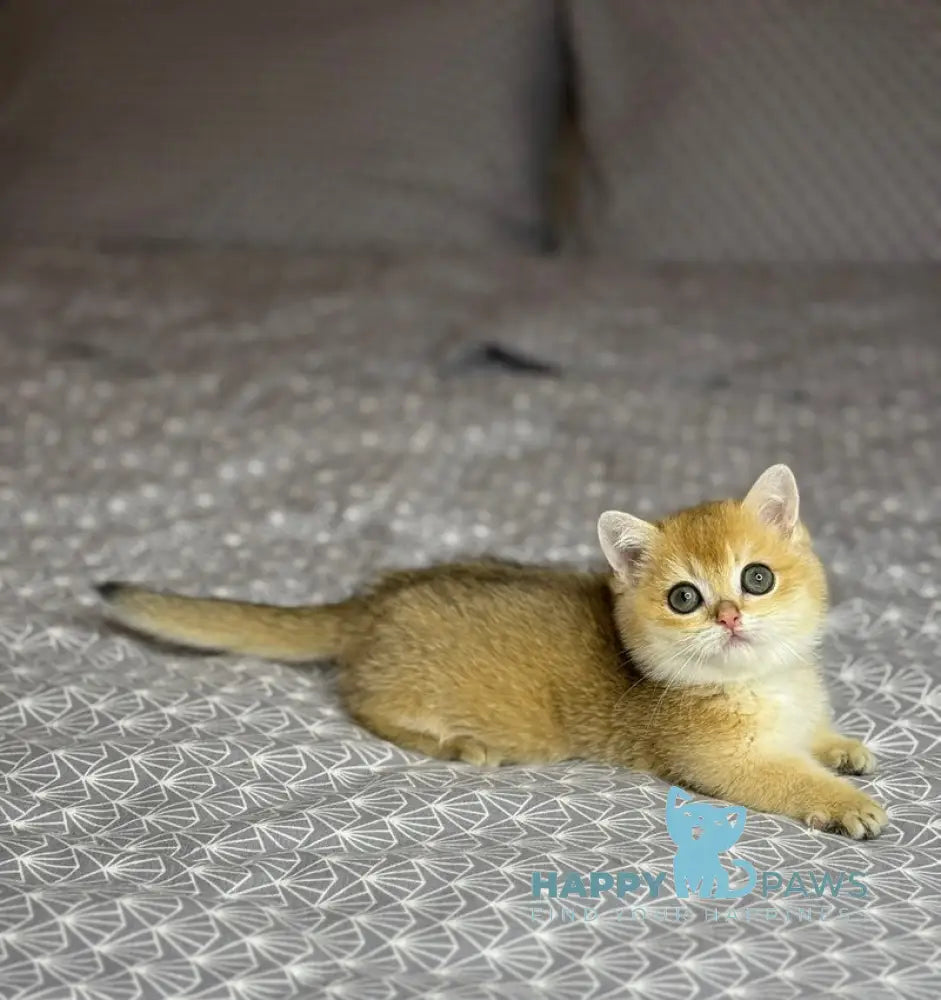 Olana Munchkin female black golden shaded live animals