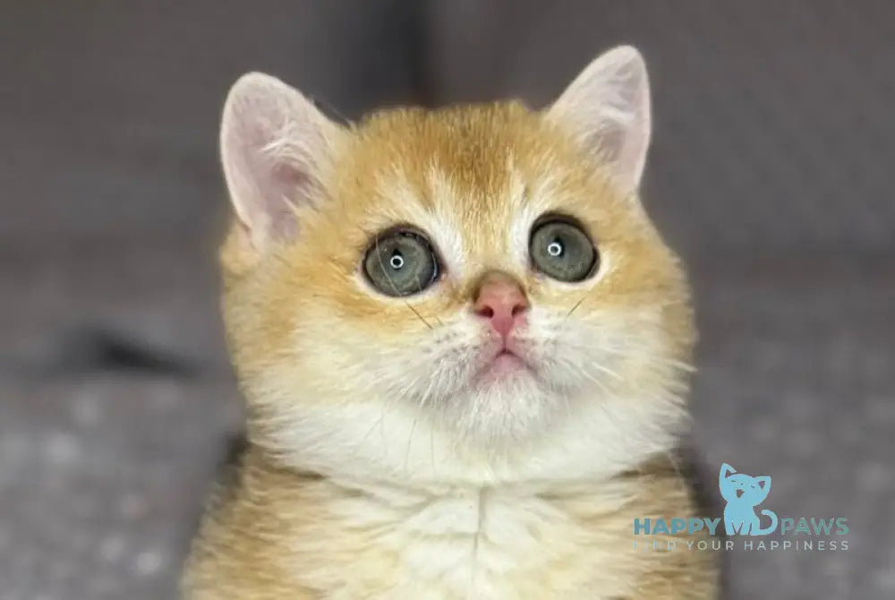 Olana Munchkin female black golden shaded live animals