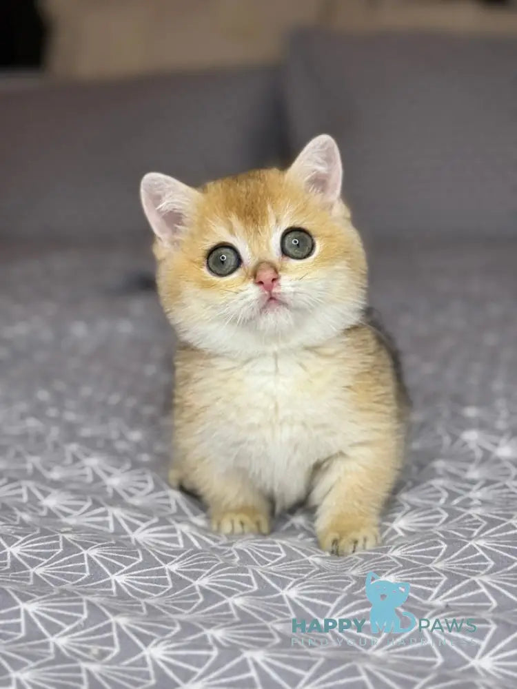 Olana Munchkin female black golden shaded live animals