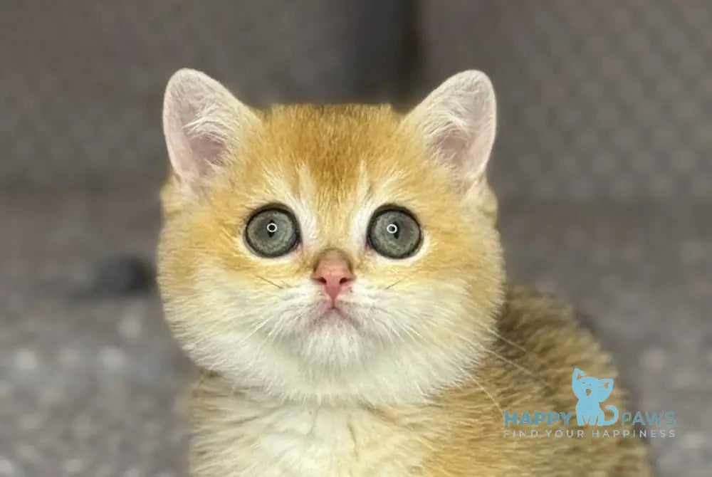 Olana Munchkin female black golden shaded live animals