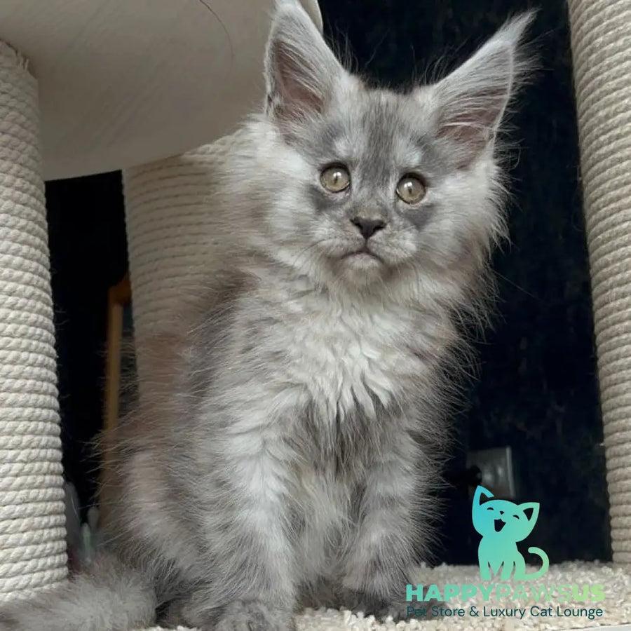 Оlea Maine Coon female black silver - live animals