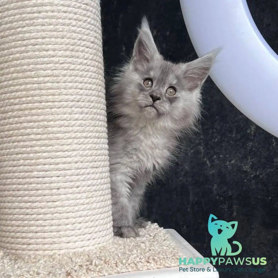 Оlea Maine Coon female black silver - live animals