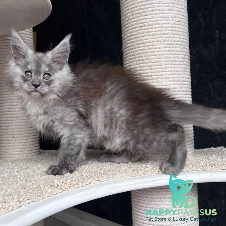 Оlea Maine Coon female black silver - live animals