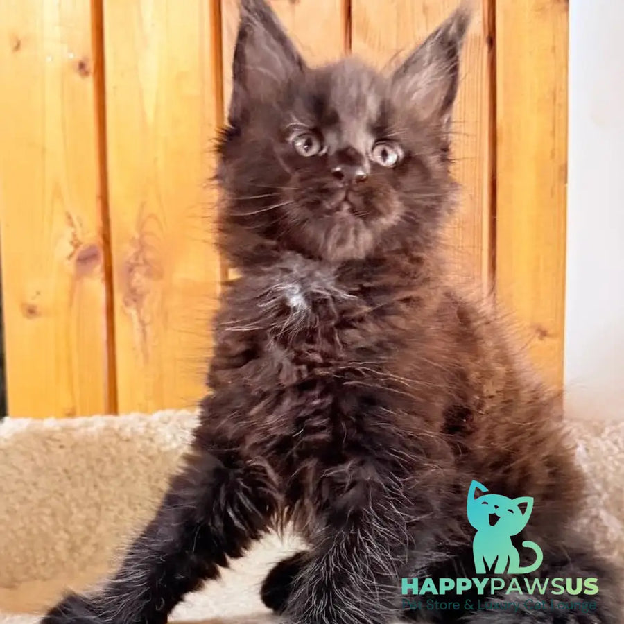 Olenna Maine Coon female black with white - live animals