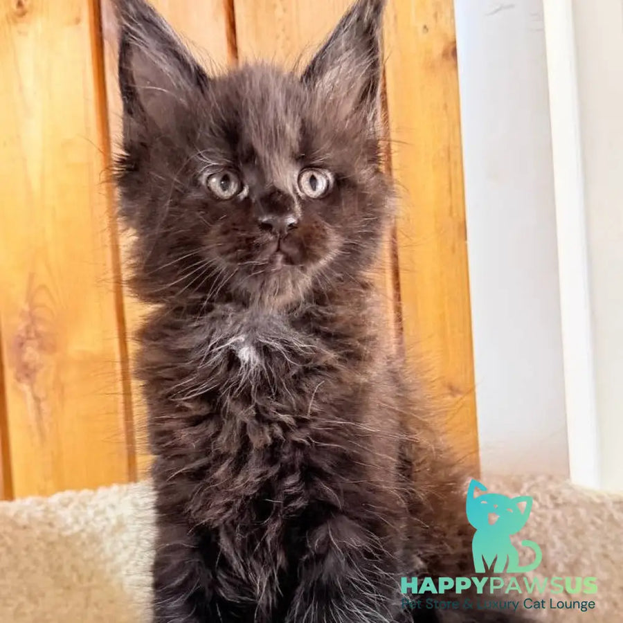Olenna Maine Coon female black with white - live animals