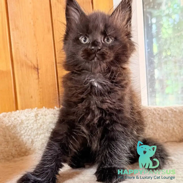 Olenna Maine Coon female black with white - live animals