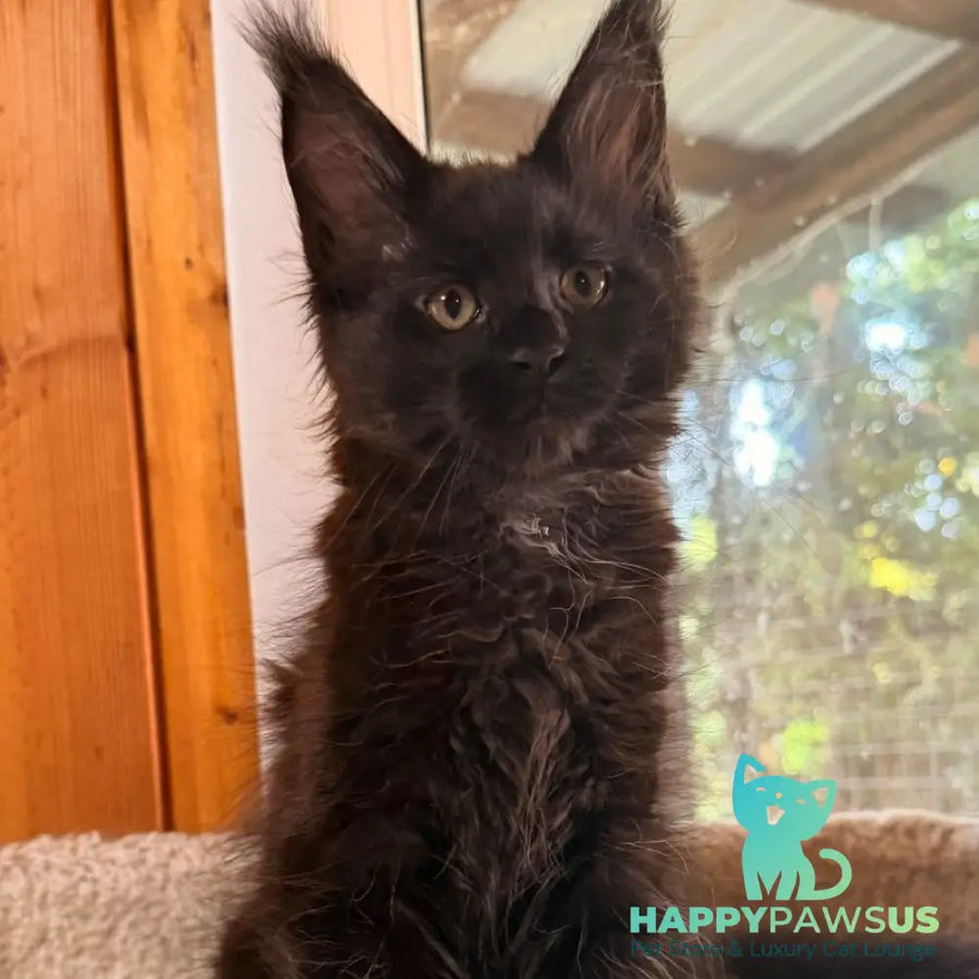 Olenna Maine Coon female black with white - live animals