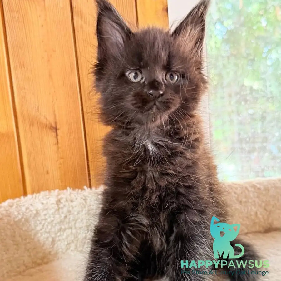 Olenna Maine Coon female black with white - live animals