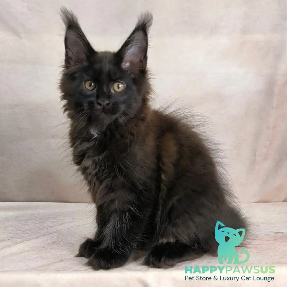 Olenna Maine Coon female black with white - live animals