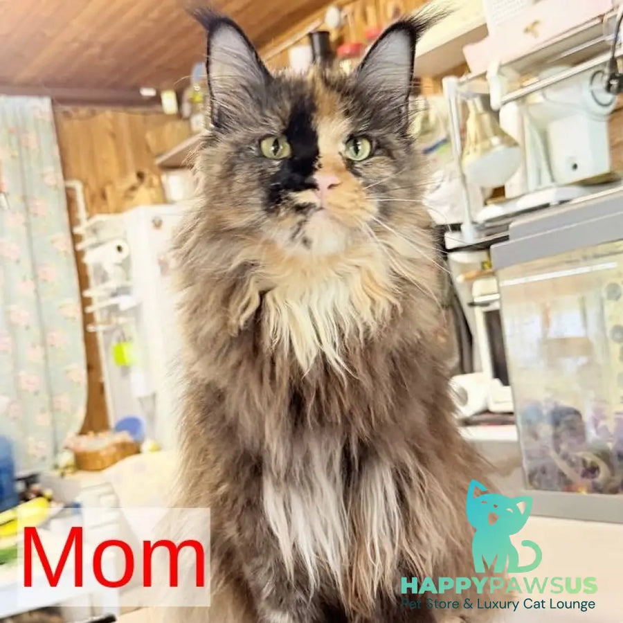 Olenna Maine Coon female black with white - live animals